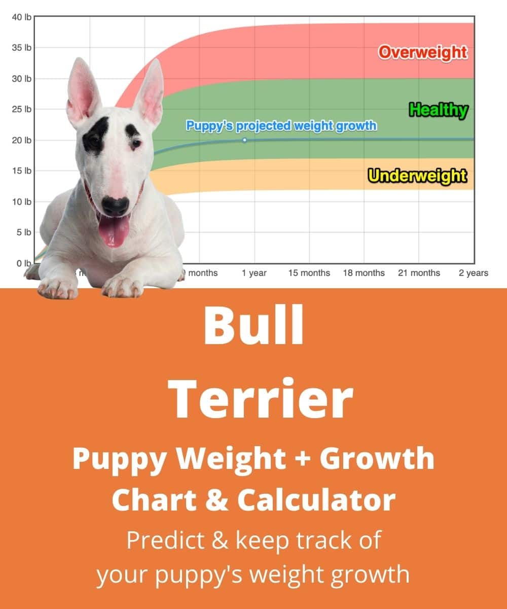 bull-terrier Puppy Weight Growth Chart